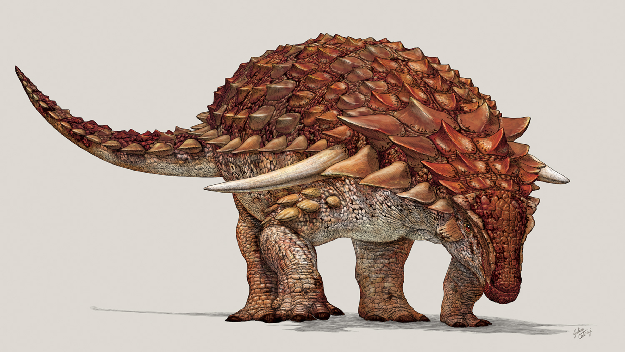 Borealopelta, a nodosaur dinosaur, looked like an armored tank.