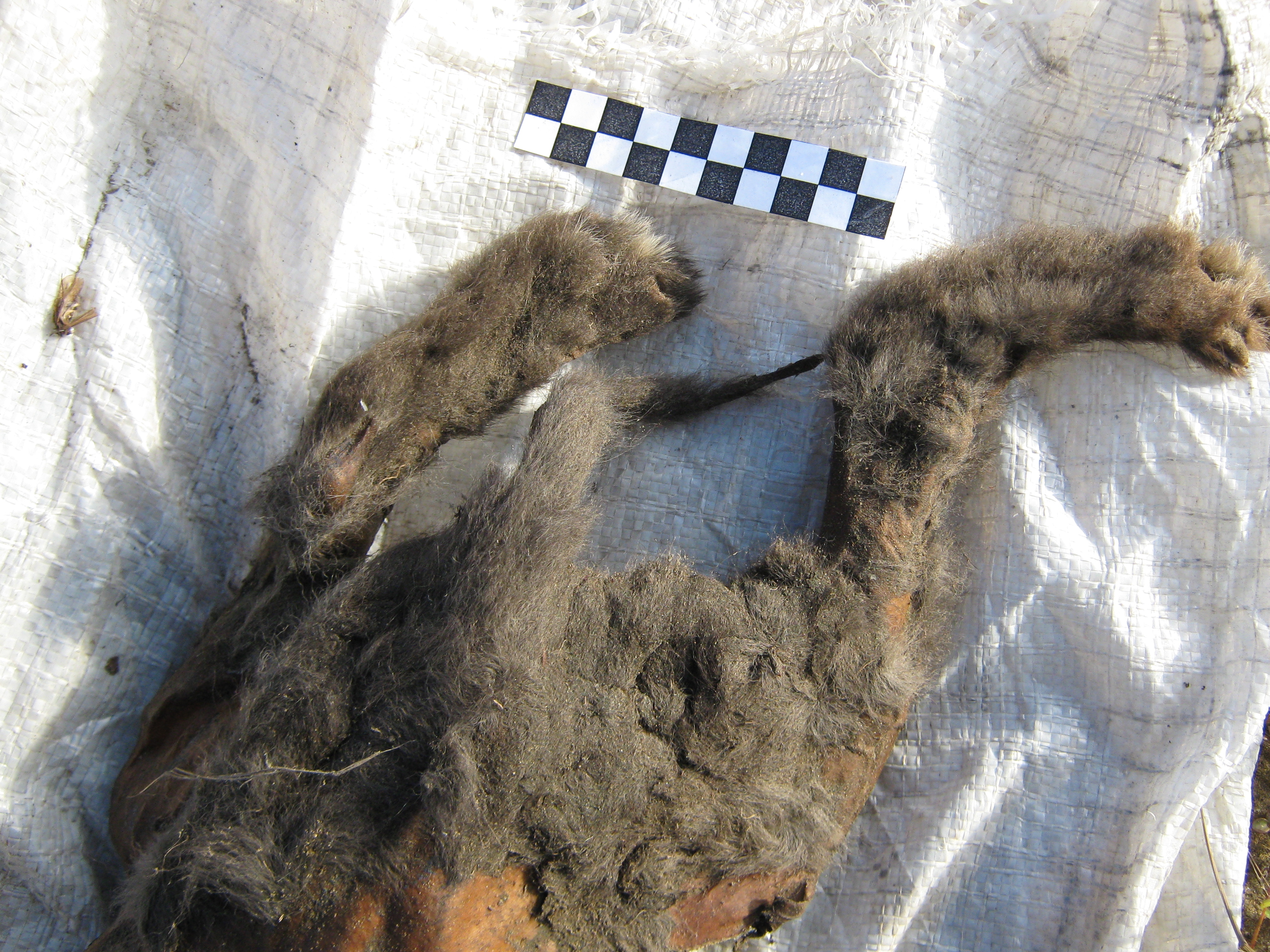 The pup's furry feet and tail