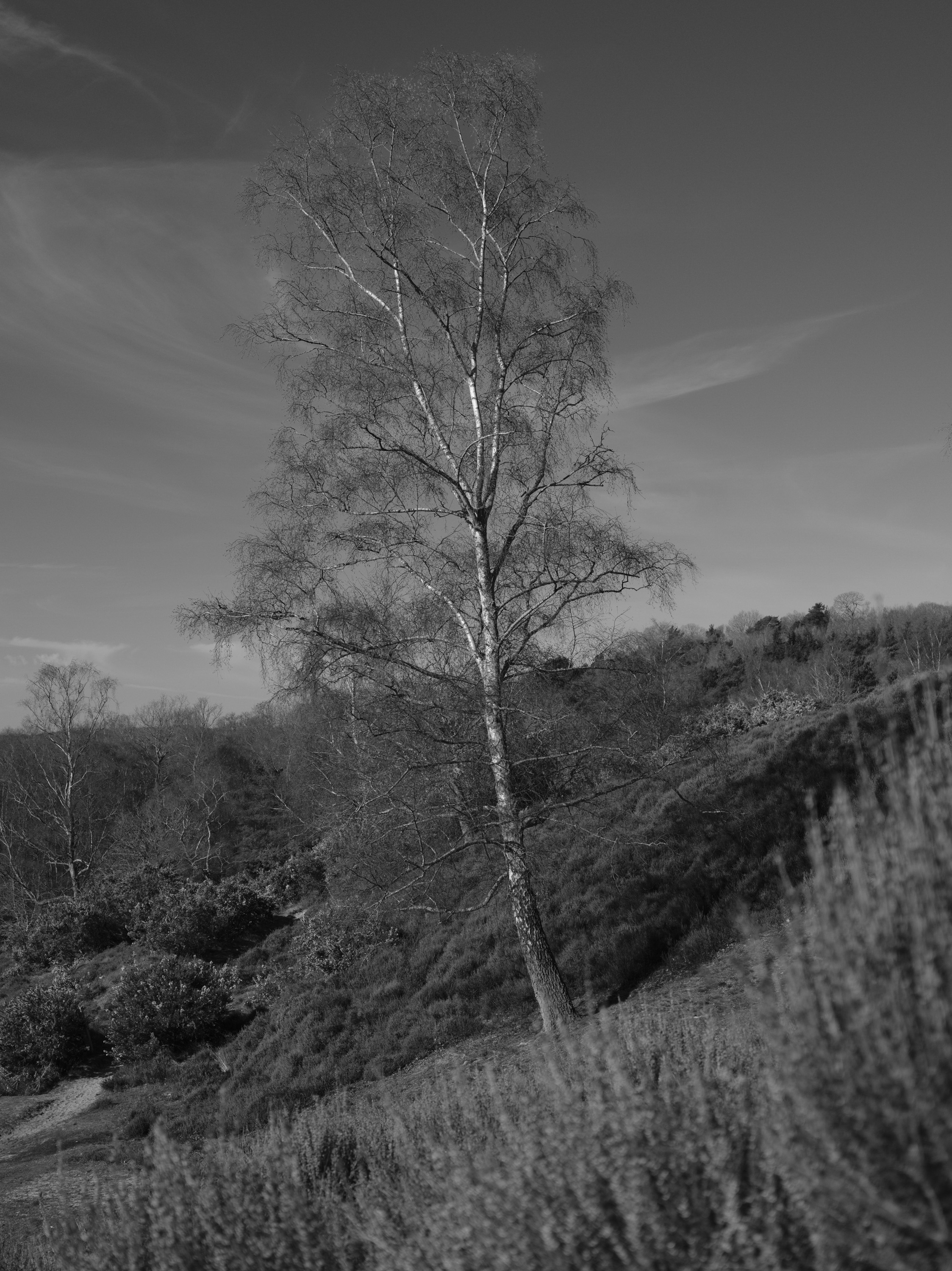 A large birch tree in an open common