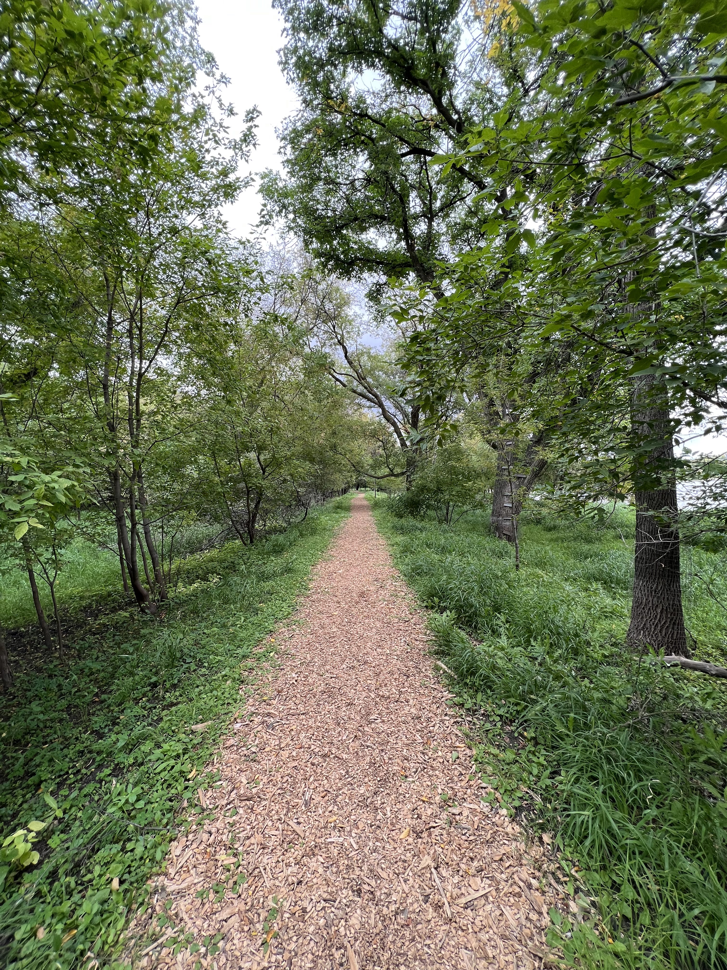 Path in woods taken with an iPhone 13 Pro