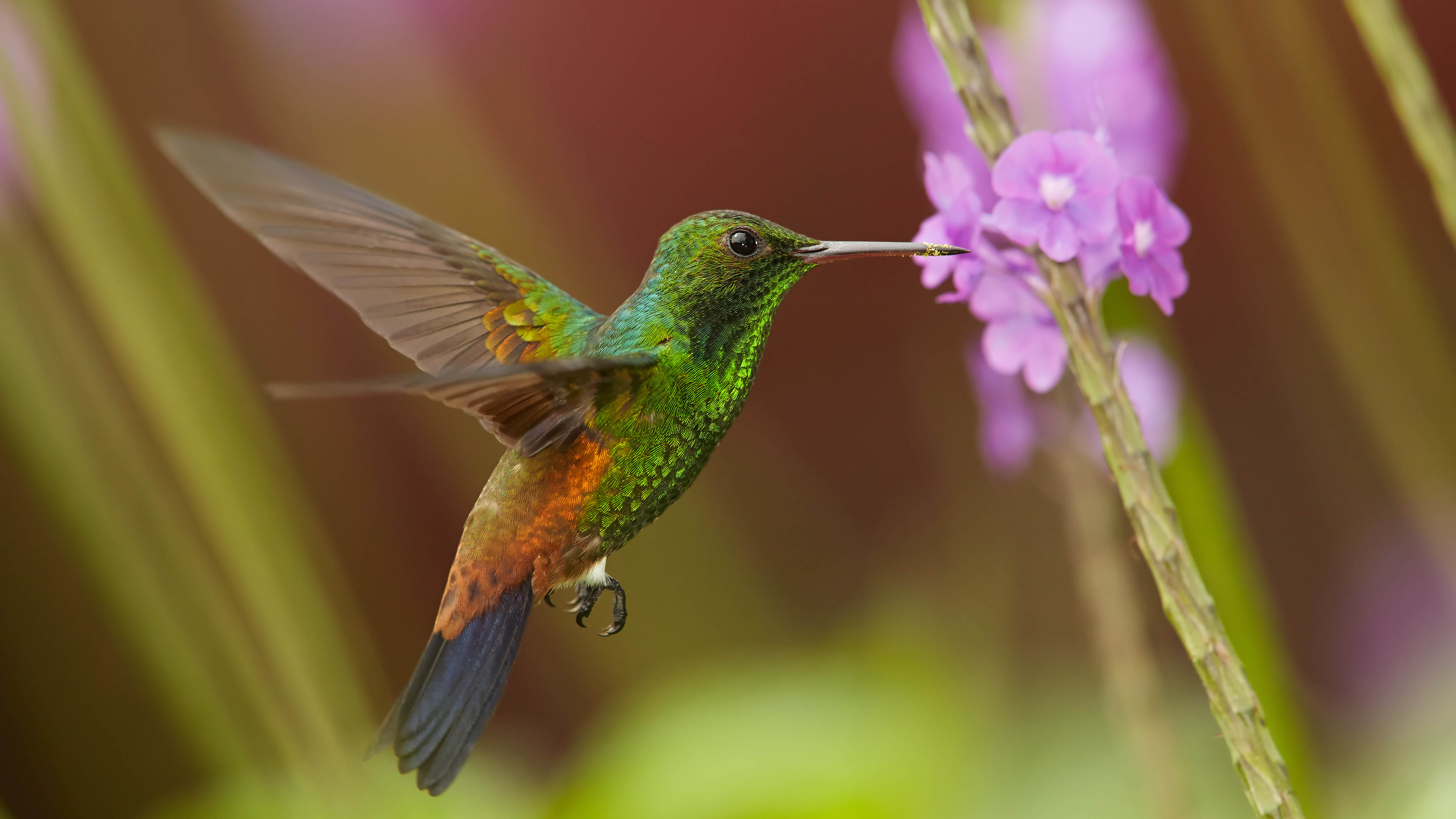 Hummingbird and lilac flower