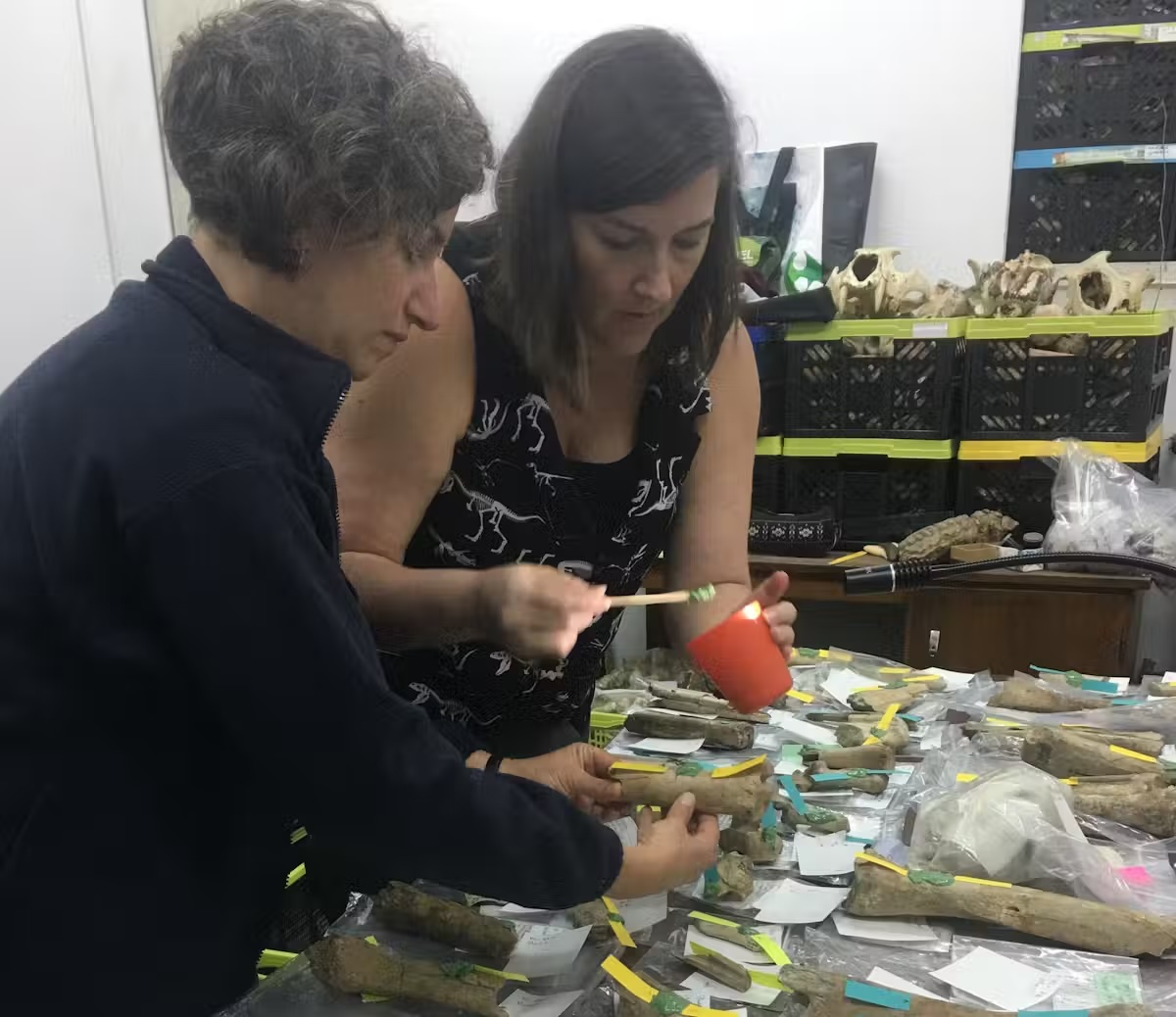 two archaeologists make molds of ancient fossils in the lab