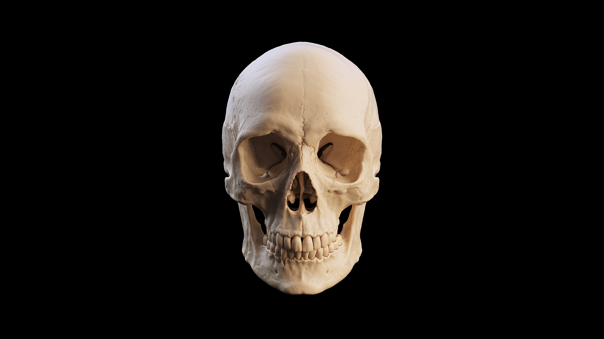 Human skull.