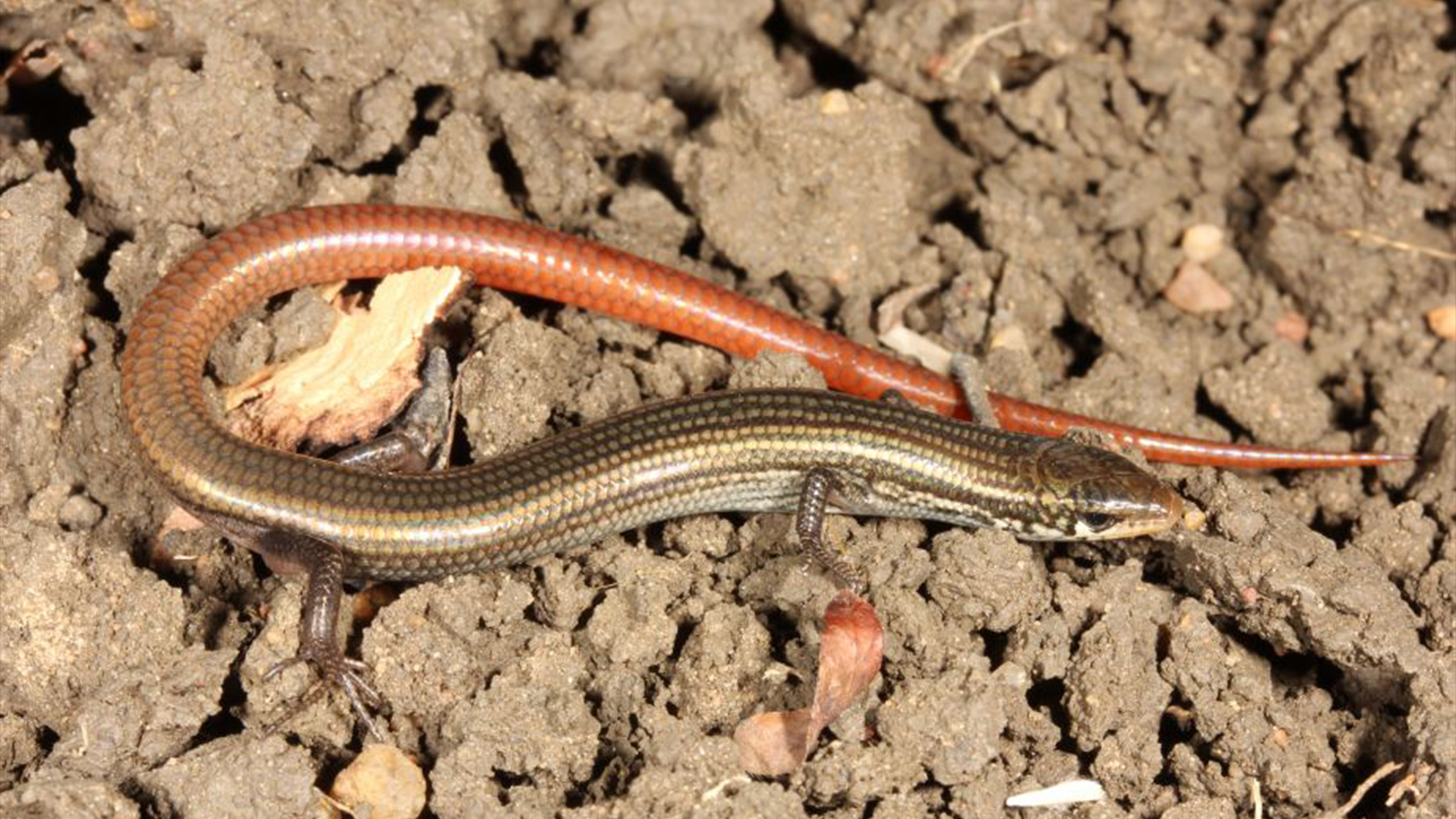 Lyon&#039;s grassland skink on dried mud. 