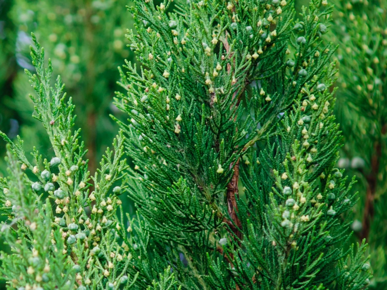 Close up of an Eastern Red Cedar tree
