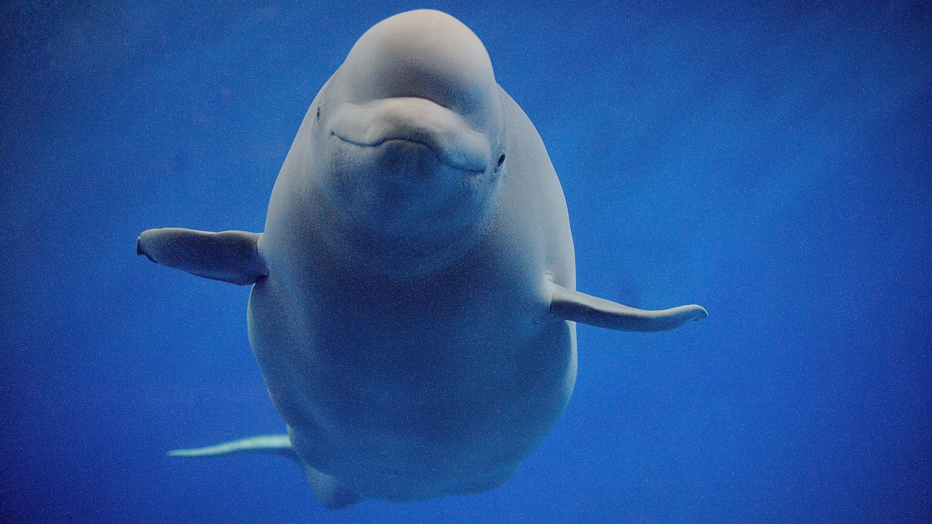 a beluga whale looks at the camera underwater