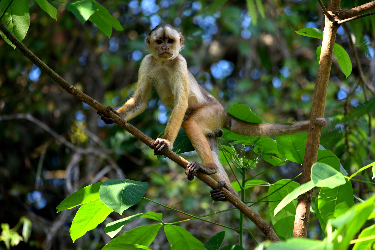 Capuchin in Amazon