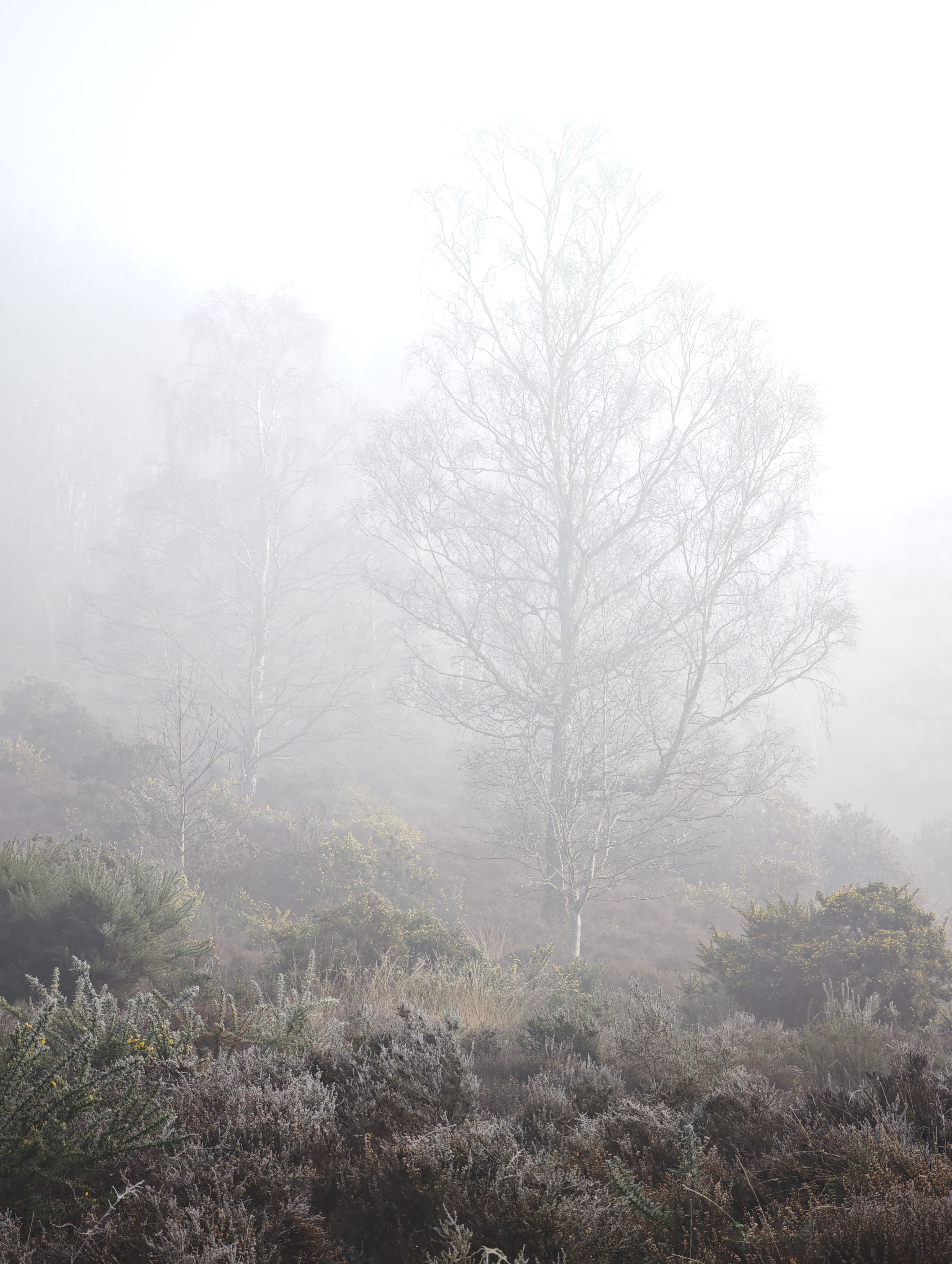 Xiaomi 15 Ultra sample photos; two trees in misty morning
