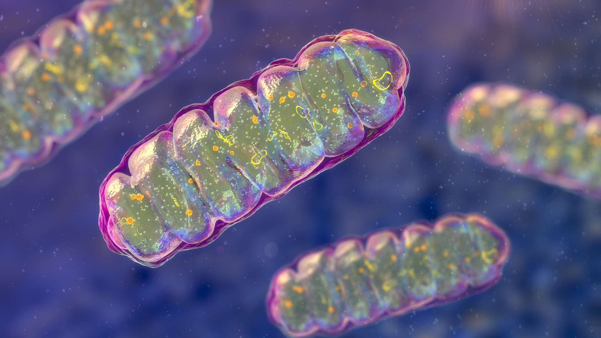 An illustration of mitochondria, fuel-producing organelles within cells
