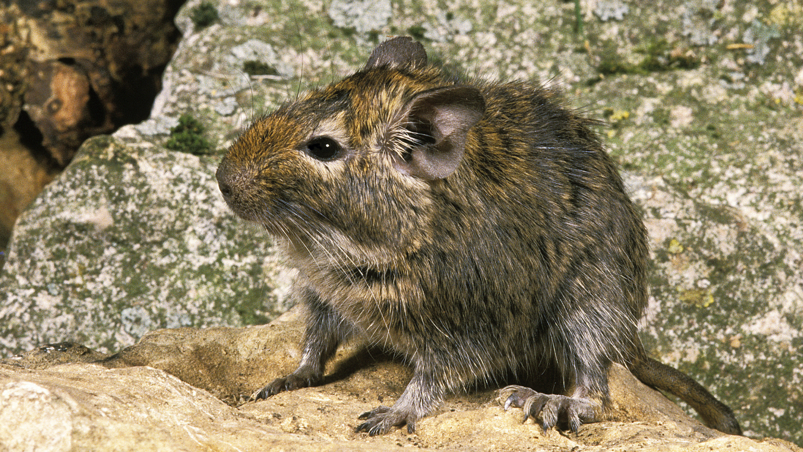 Degu or Chilean Rat