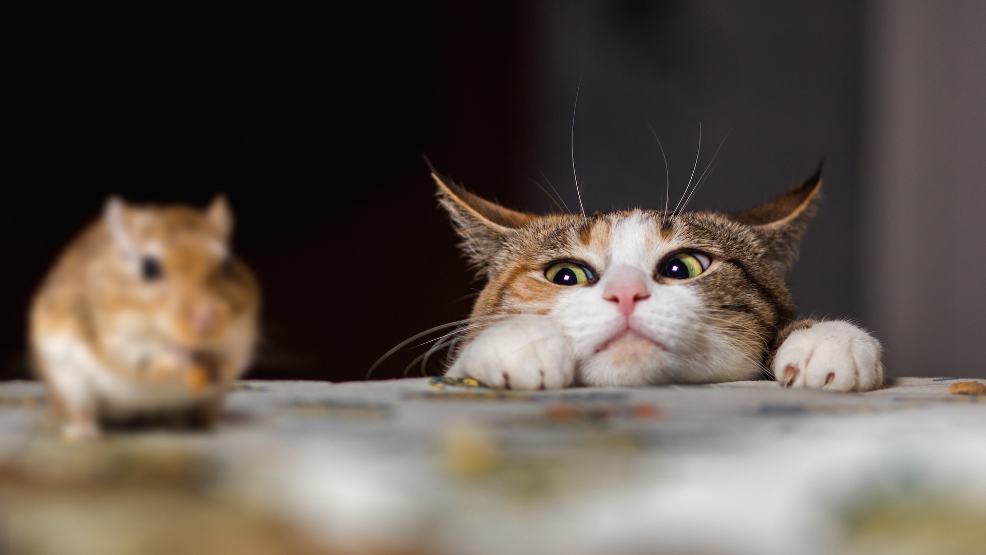 a cat eyeing a mouse on a table