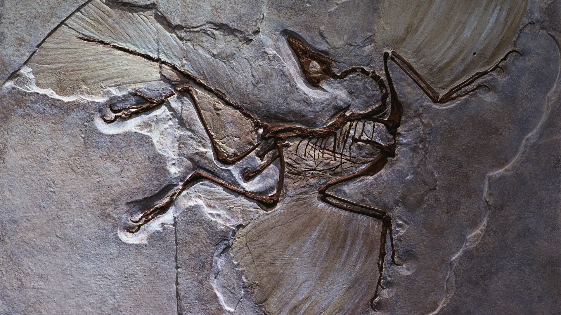 An archaeopteryx fossil