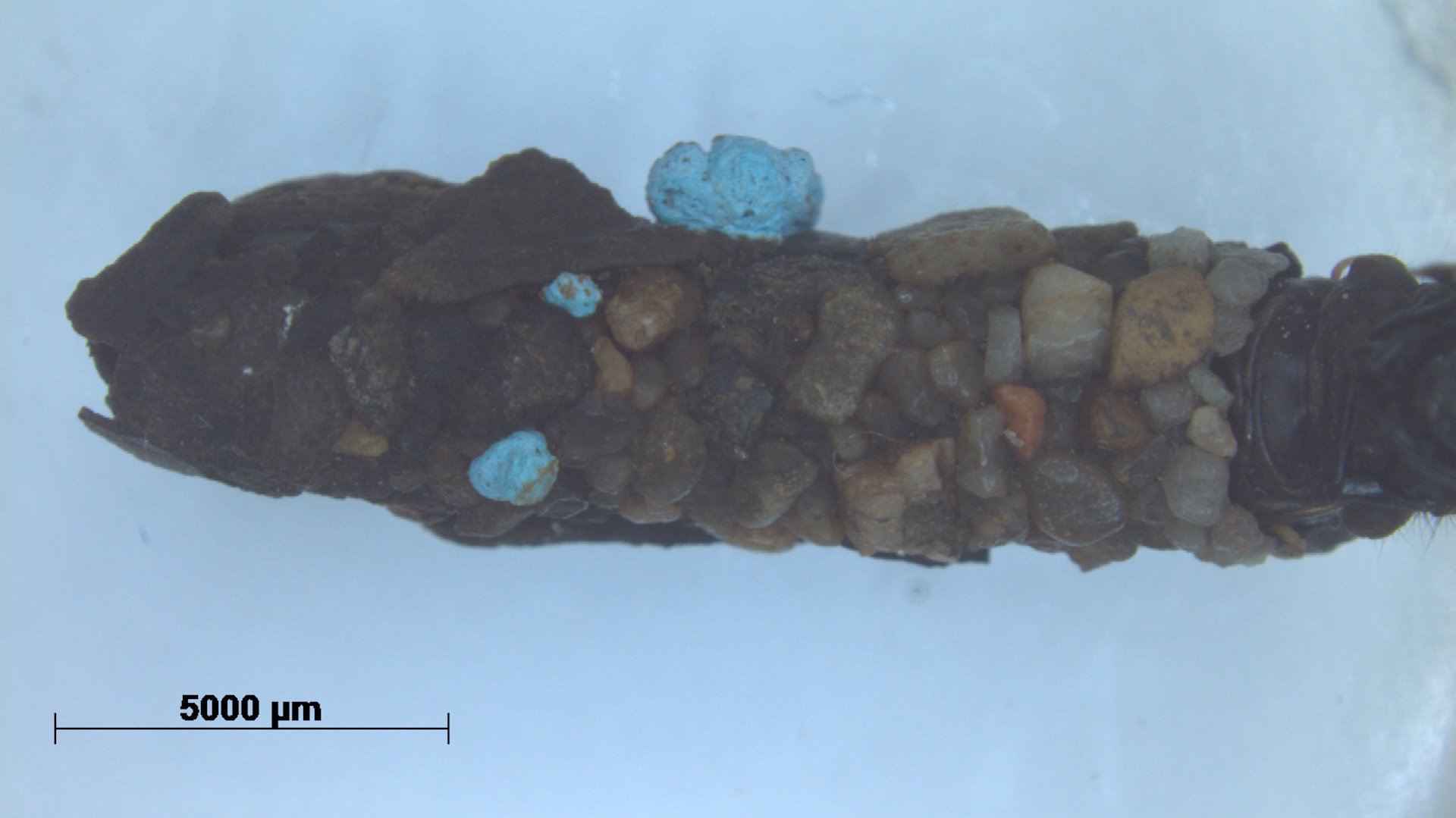 A close-up of material embedded with with microplastics