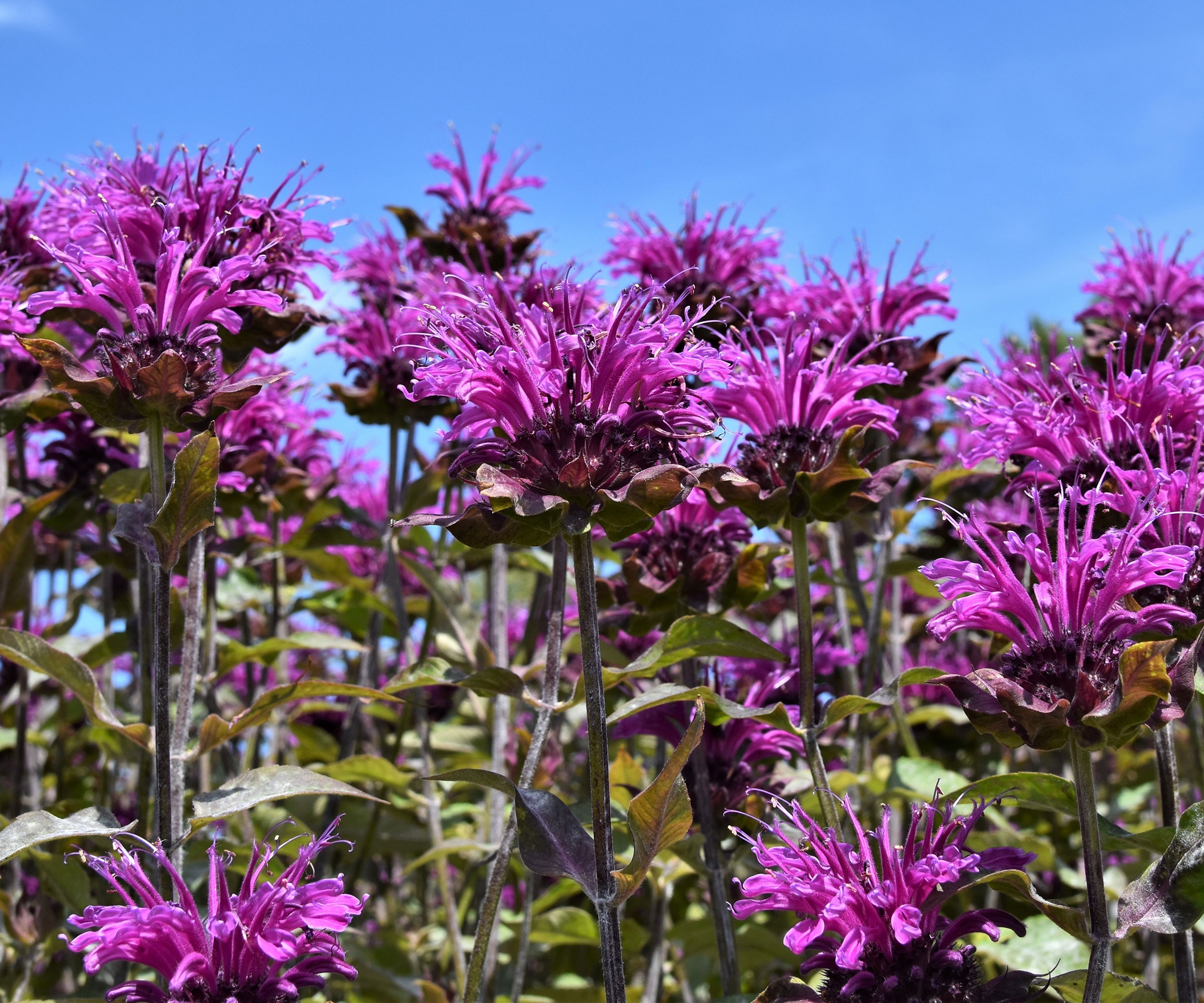 wild bergamot in full flower in summer