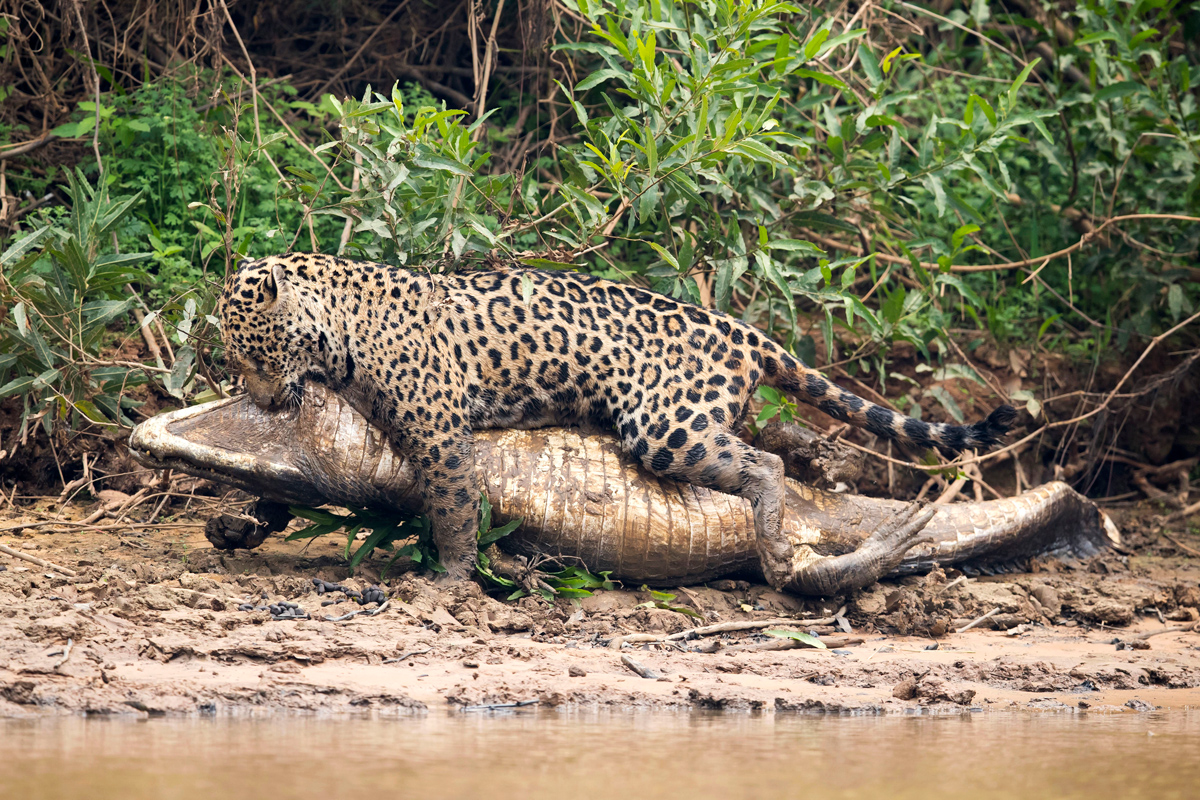 A jaguar ambushes a giant jacare caiman high up on the Three Brothers River in the Pantanal in Mato Grosso, Brazil, on Sept. 26, 2017.