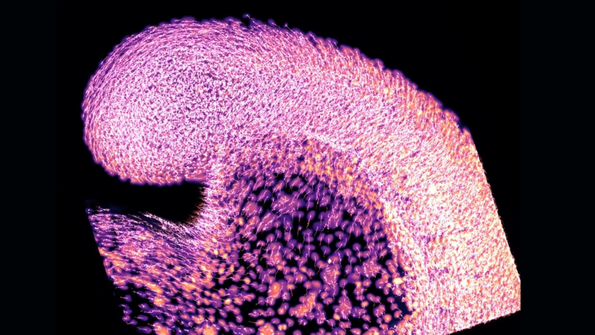 pink and purple cells shown blurred, as if moving, inside a wave-like shape