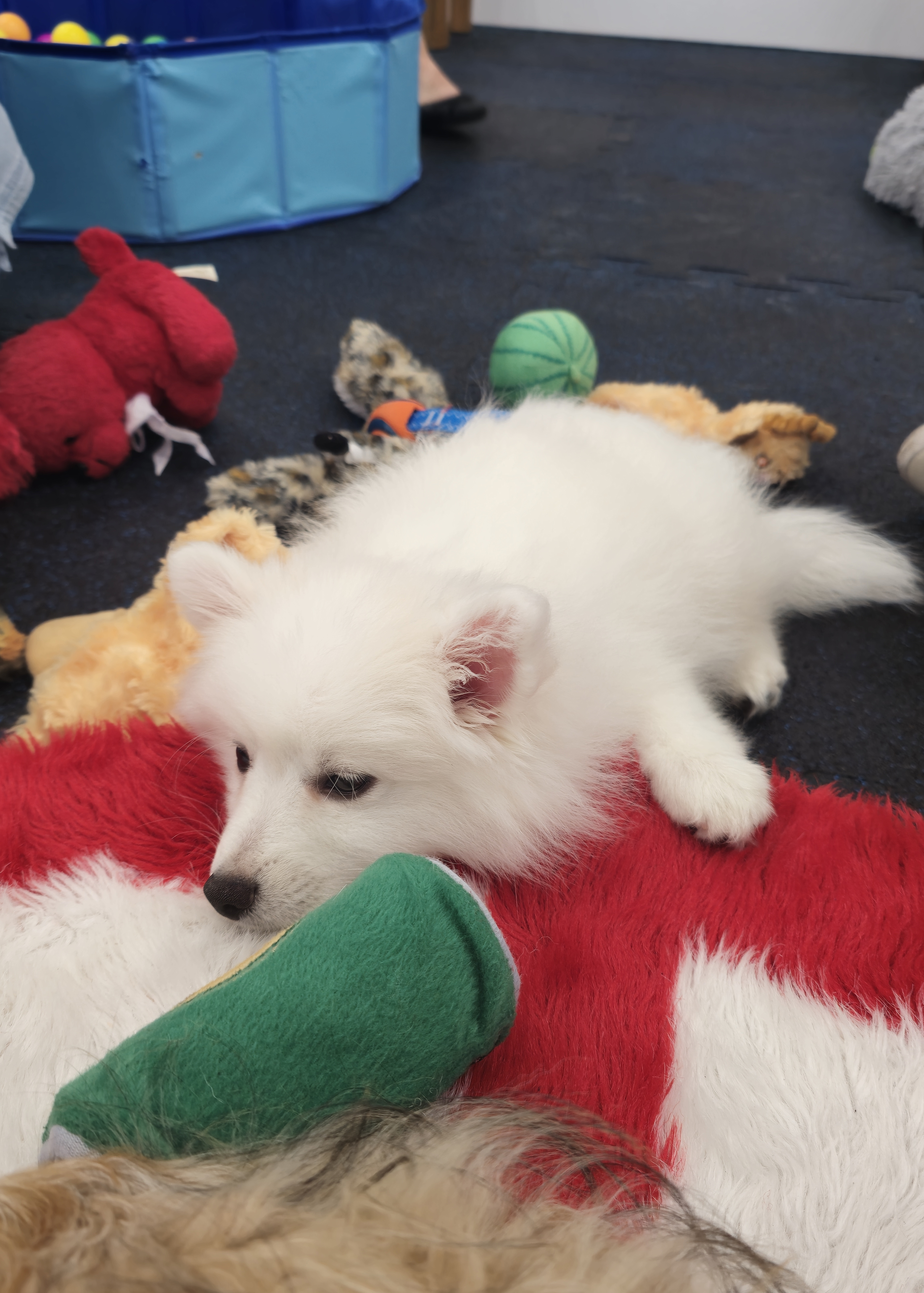 Puppies at AU 2024