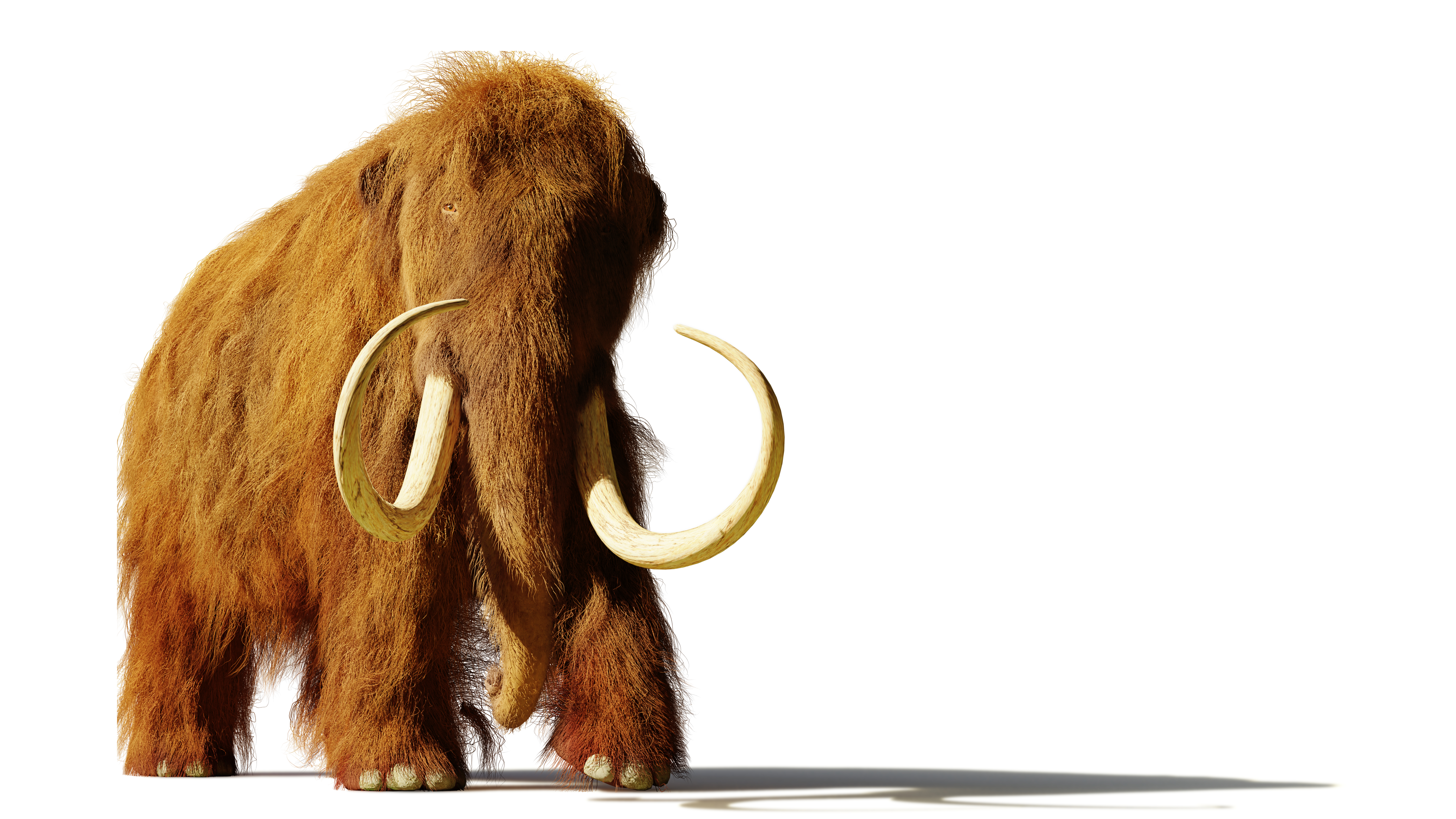An illustration of a woolly mammoth standing in front of a white background. 