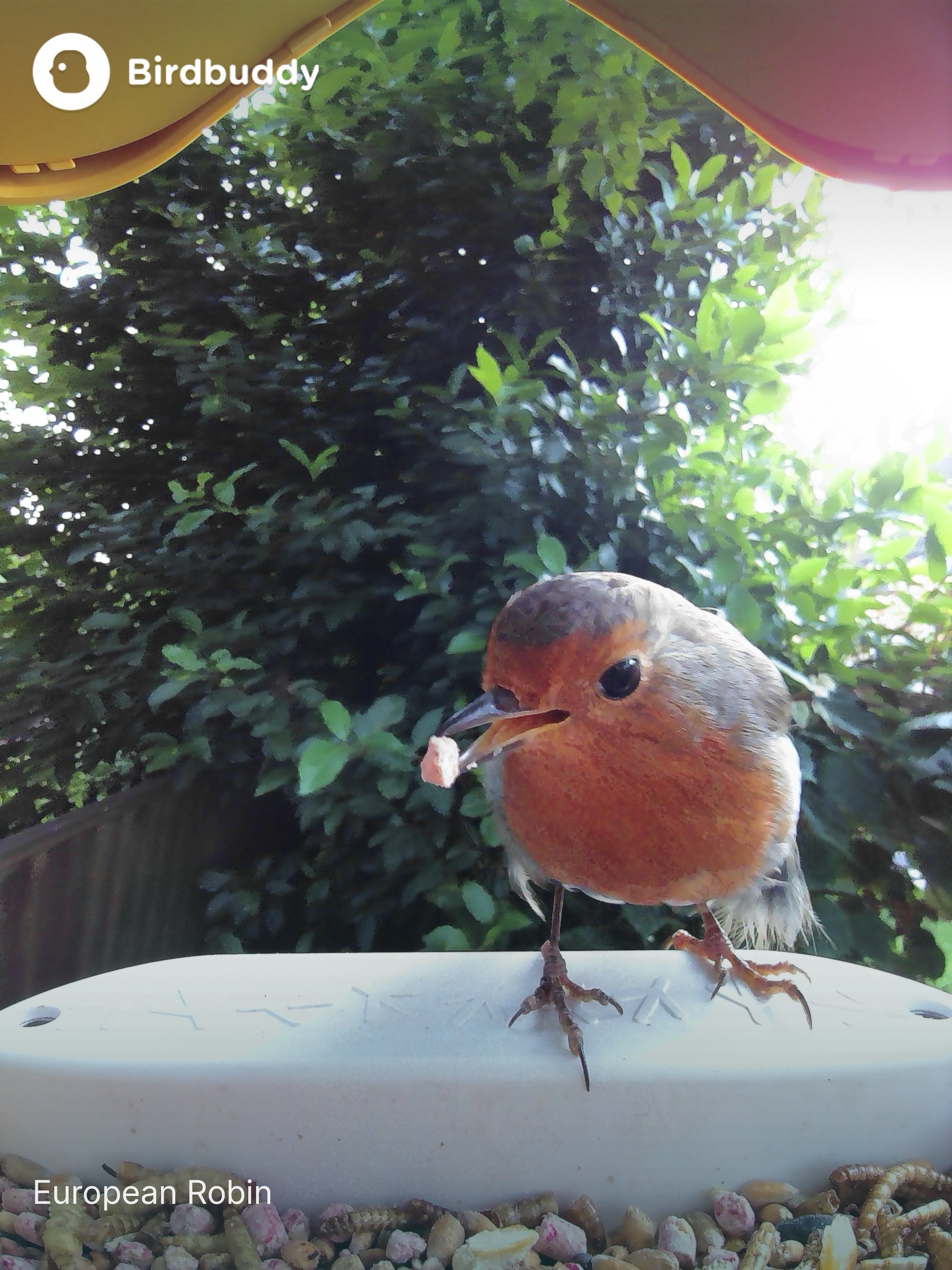 A photo fo a European Robin taken with the Bird Buddy Smart Feeder Pro