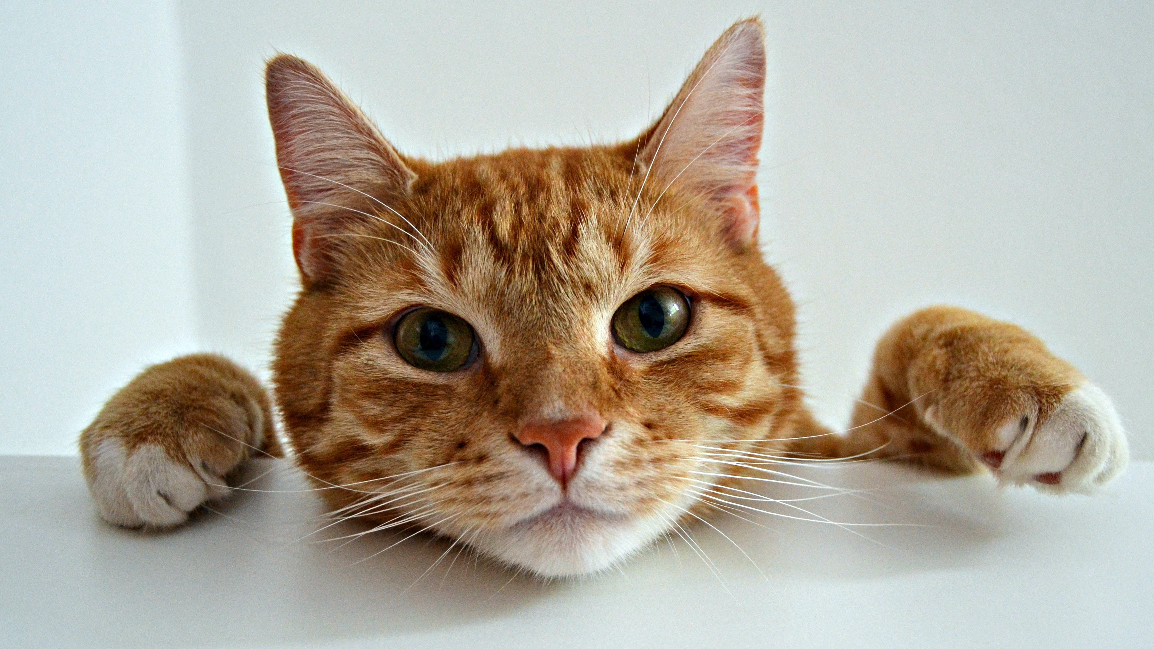 A close-up portrait of orange cat looking at the camera. 