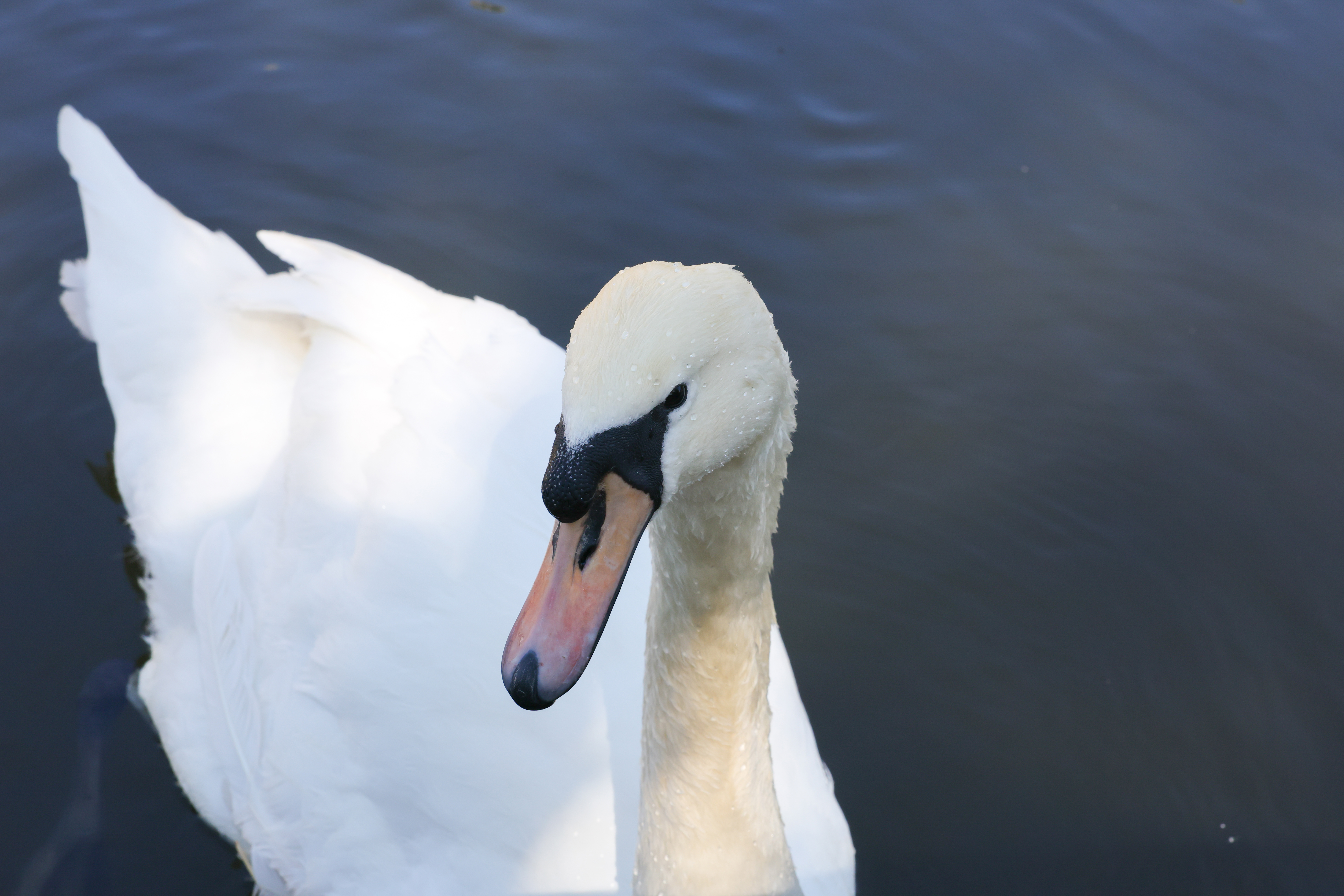 A photo of a swan taken on a Canon EOS R5 Mark II camera.