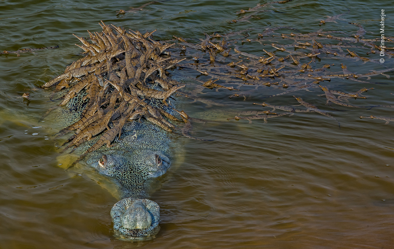 Papa croc carries 100 babies on his back